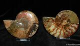 Inch Split and Polished Ammonite #380-1